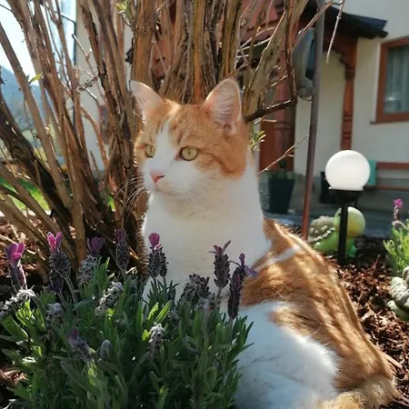 Lasserhof Guest house 3*