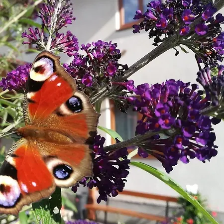 Guest house Lasserhof