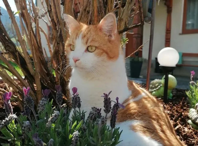 Lasserhof بيت ضيافة 3*