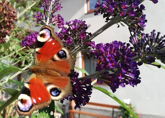 بيت ضيافة Lasserhof